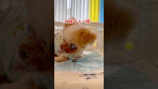 わく爺お風呂の日のVlog #チワワ#犬#日常vlog #キャバ嬢#老犬