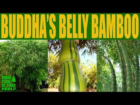 download lagu mp3 mp4 Southern California Bamboo Nursery, download lagu Southern California Bamboo Nursery gratis, unduh video klip Southern California Bamboo Nursery