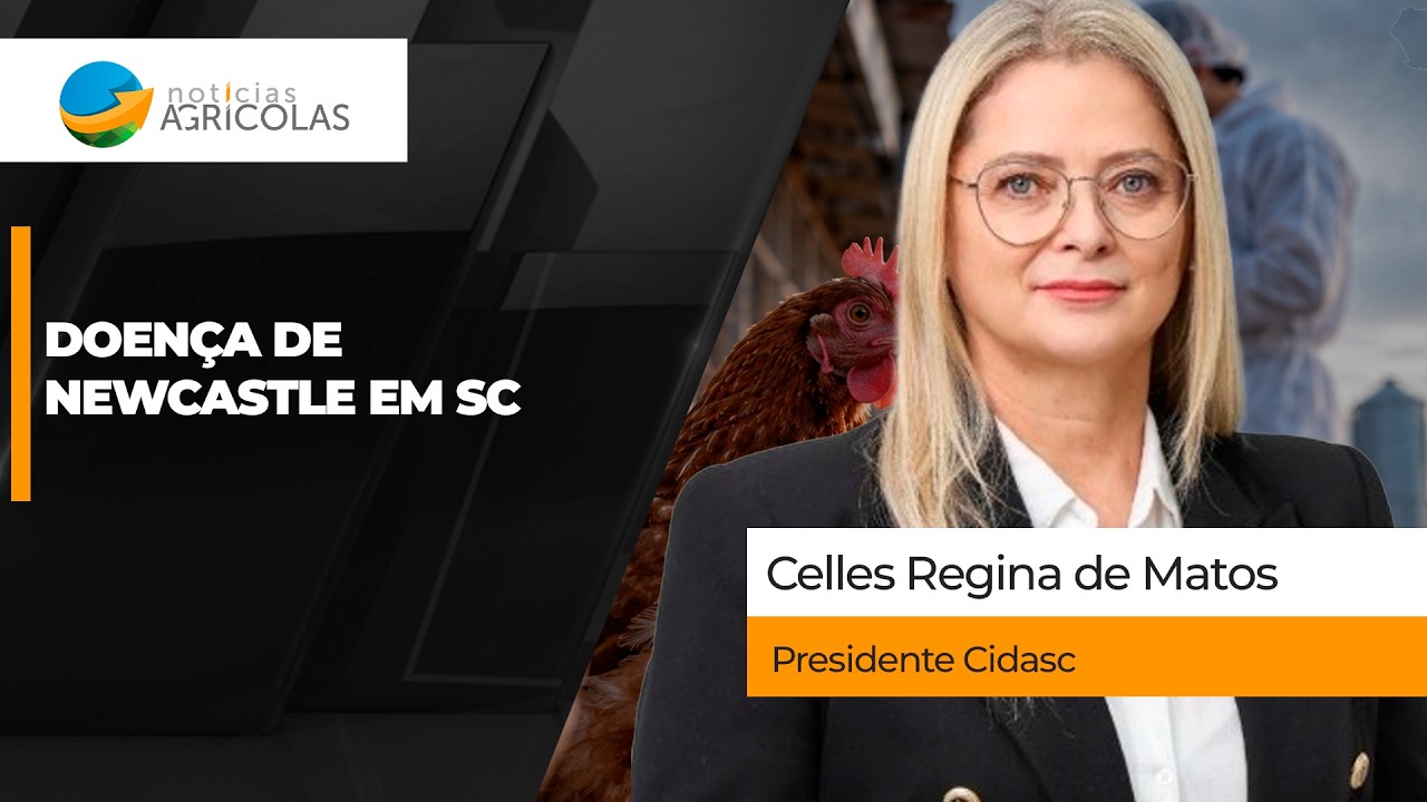 Doença de Newcastle é confirmada em granja de perus em SC e estado mobiliza medidas de contenção