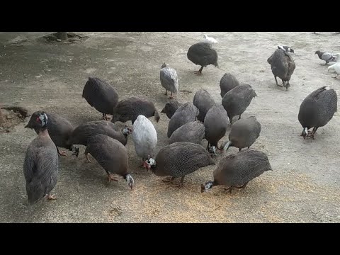 , title : 'Ayam Guinea - Ayam mutiara - youtube'