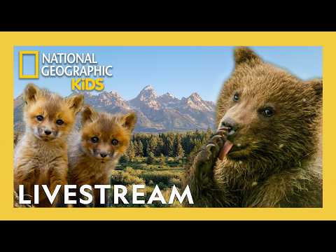 🔴 LIVE! 24 Hours of Celebrating Planet Earth! 🌎 🐻 | @natgeokids