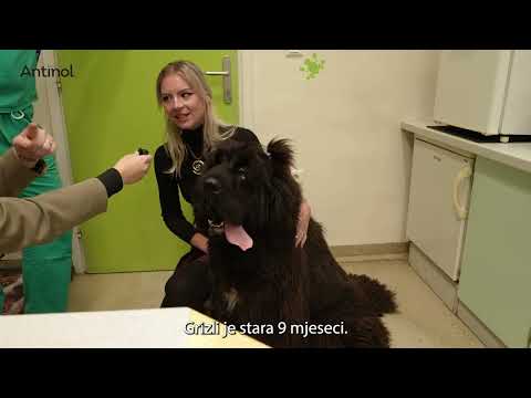 Dr. Tomislav Dolar: “Antinol je prirodno rješenje za bolne zglobove pasa i mačaka”