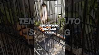 Download lagu cendet gacor materi tengkek buto sambung cililin mewah #cendet #cendetgacor #cililin #tengkekbuto mp3 Download lagu cendet gacor materi tengkek buto sambung cililin mewah #cendet #cendetgacor #cililin #tengkekbuto mp3