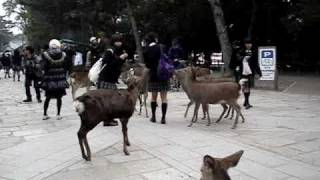 preview picture of video 'Ciervos en el parque de Nara (奈良のしか)'