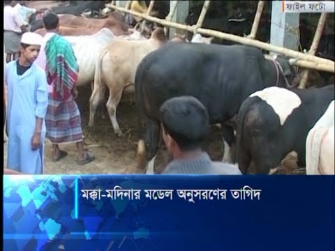 মক্কা-মদিনার মডেল অনুসরণ কোরবানি পশু জবাইয়ের পরামর্শ | ETV News
