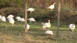 preview picture of video 'Free Range Turkeys - Cowichan Valley Farms, Duncan, B.C. Canada'