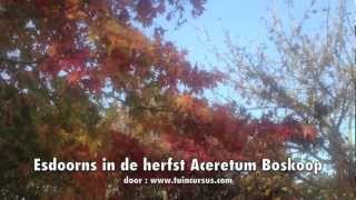 preview picture of video 'Esdoorns in de herfst.'