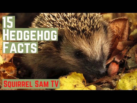15 Hedgehog Facts 🐿️❤️