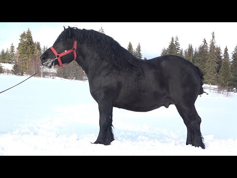 Caii lui Adi de la Marisel, Cluj - 2021 Nou!!!