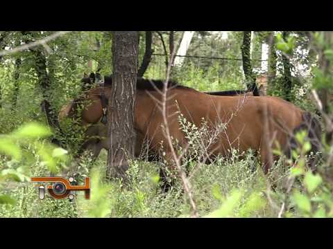 Конные прогулки