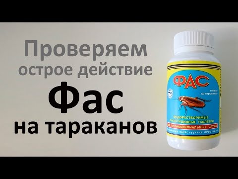 Как таблетки  Фас убивают рыжих тараканов