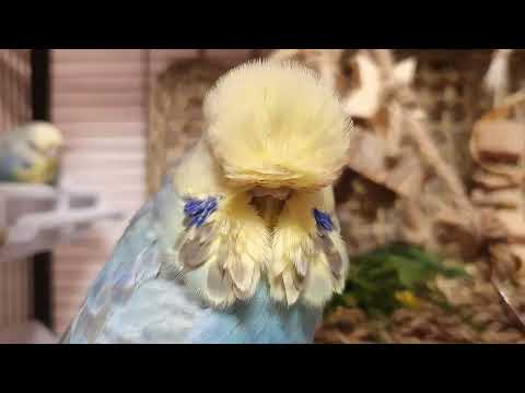 3 hours of budgie sounds for pet parakeets to make them happy