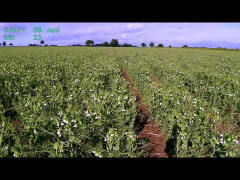 Pea Timelapse - Anbau von Erbsen im Zeitraffer