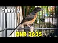 Trotol Murai Batu Grade A Gudang Murai Kemayoran Ring BnR 2635 Prospek Trah Prestasi