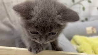 ブリティッシュショートヘアの動画01