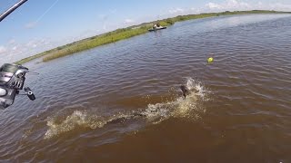 Fearless Cork Lovin Alligator