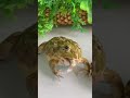 Baby Pixie Frog