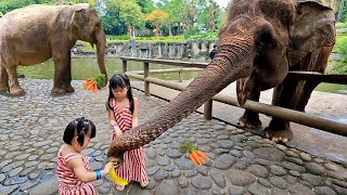 Download lagu Kasih Makan Gajah Lucu dan Bermain di Playground Bali Zoo - Kebun Binatang Anak mp3