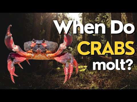When Do Crabs Molt? Understanding the Molting Process in Crustaceans