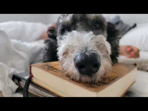Klever Canine Academy video.