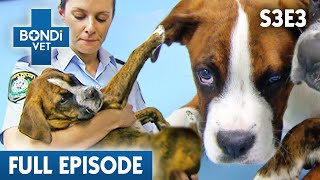 Boxer Brothers Hit by Car may be Separated 😥 | Bondi Vet Season 3 Ep 3 | Bondi Vet Full Episodes