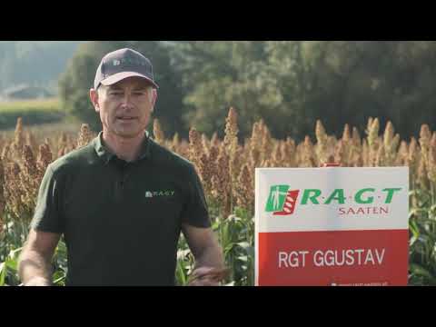 RAGT Sorghum - Sortenvorstellung des Portofolios in der Körnerhirse