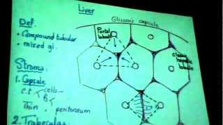 Dr Gihan Digestive 11 part 1 "Liver - Bile tract -  Endocrine (pineal body) "