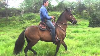 preview picture of video 'caballo capon paso fino capricho en cimitarra'