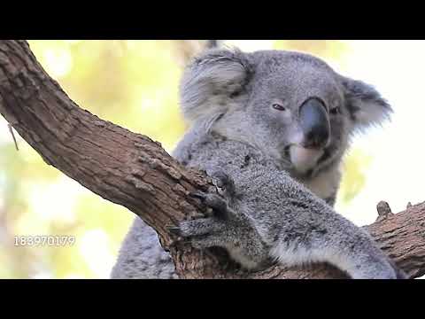 The Cheetah King Part 13: "Hakuna Matata"