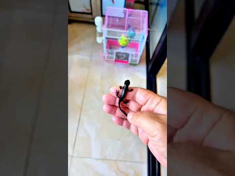 ¡La lagartija estaba buscando su hogar... y al final encontró la casa de su mamá! 😱🦎🏡❤️