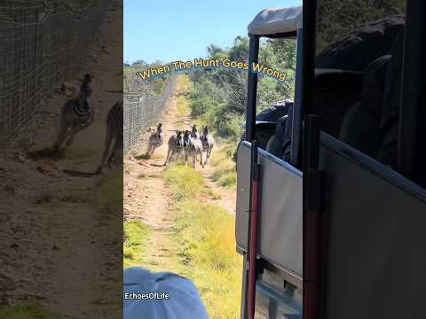Today Was Not The Predator’s Day.#hunting #hunt #nature #wildlife #wildanimals #animals #wild