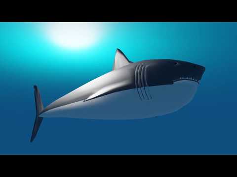 Evolution of Sharks Animation - Blender 3D CGI
