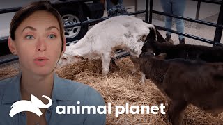 Thumbnail del capítulo