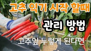 고추잎 누렇게 ! 고추 익기 시작 할 때 이건 꼭 관리해야 다 수확