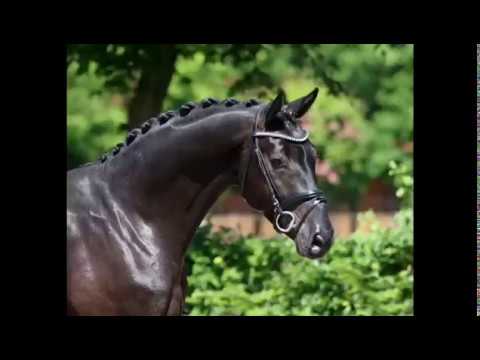 Top quality black gelding by San Amour, 2014, FEI & GP prospect FOR SALE