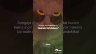 Download lagu story wa kucing mp3 Download lagu story wa kucing mp3