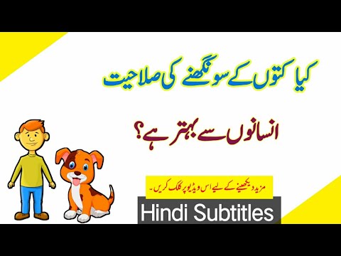 Human smell vs Dog smell | Whose sense of smell is greater? | انسان اورکتےکی سونگھنی کی صلاحیت