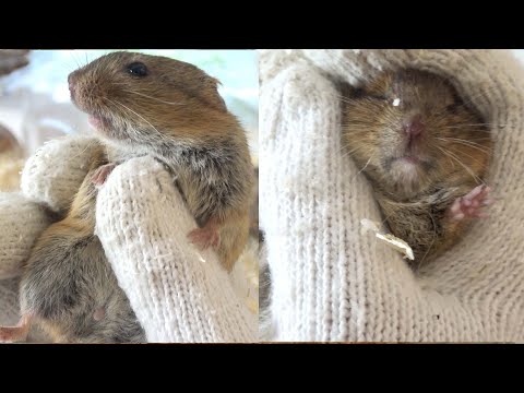 ミネズミ、ジハタネズミ、Arvicola amphibius