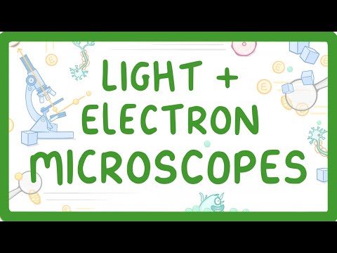 GCSE Biology - What Is The Difference Between Light And Electron Microscopes? #6