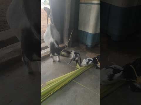 ammu amutha🐐🐐🌿🌿♥️♥️♥️♥️