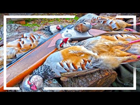 PERDICES de MONTAÑA 💥¡La élite de la CAZA MENOR!💥