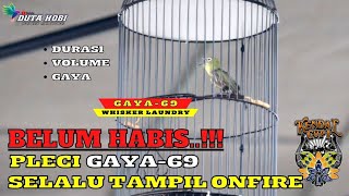 Download lagu BELUM HABIS!!! PLECI GAYA-69 MASIH JADI MOMOK MENGERIKAN DI GANTANGAN mp3