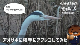 アオサギに勝手にアフレコしてみた【びわ湖の渡り鳥2022】