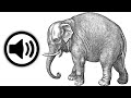 Elephant Sound Effect HD No Copyright