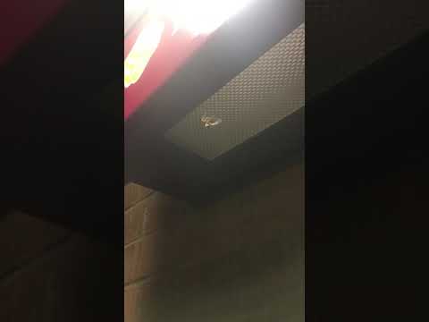 Spiders all over january cold here bankin nitten few times ambulances laughin aslan nanu hardees k57