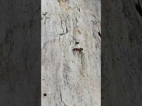 Ameise gräbt Loch in Holz