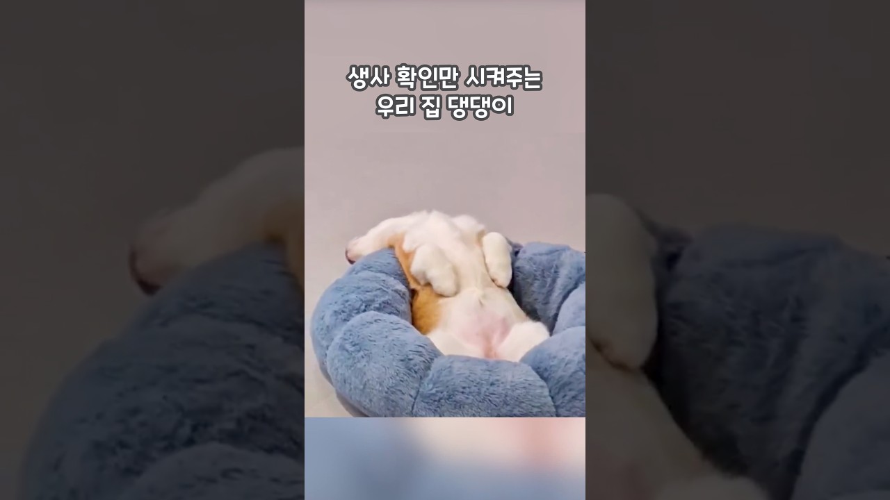 생사 확인만 시켜주는 우리 집 댕댕이 🐾💦 #shorts