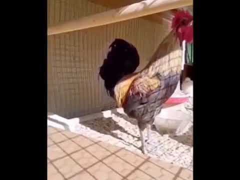 Rooster passes out after screaming #shorts