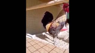 Rooster passes out after screaming #shorts