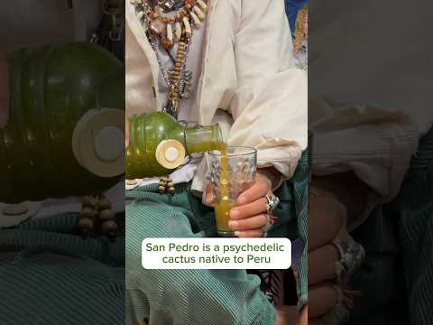 Drinking San Pedro - What It’s Like #shorts #plantmedicine #psychedelics #wachuma #huachuma